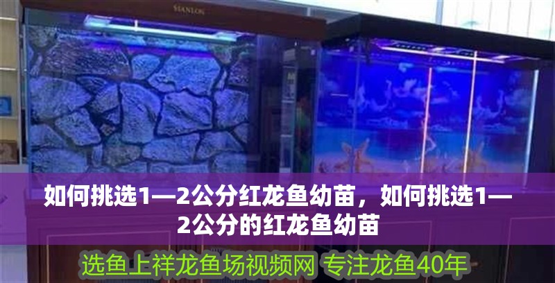 如何挑選1—2公分紅龍魚幼苗，如何挑選1—2公分的紅龍魚幼苗