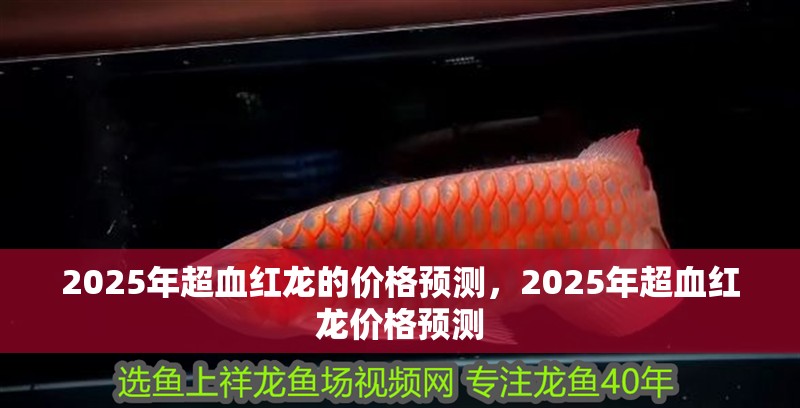 2025年超血紅龍的價格預測，2025年超血紅龍價格預測