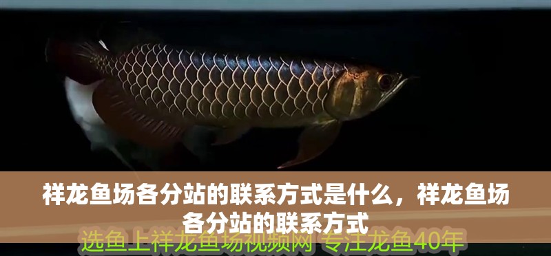 祥龍魚場各分站的聯(lián)系方式是什么，祥龍魚場各分站的聯(lián)系方式