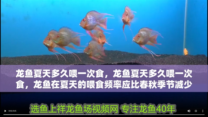 龍魚夏天多久喂一次食，龍魚夏天多久喂一次食，龍魚在夏天的喂食頻率應比春秋季節(jié)減少