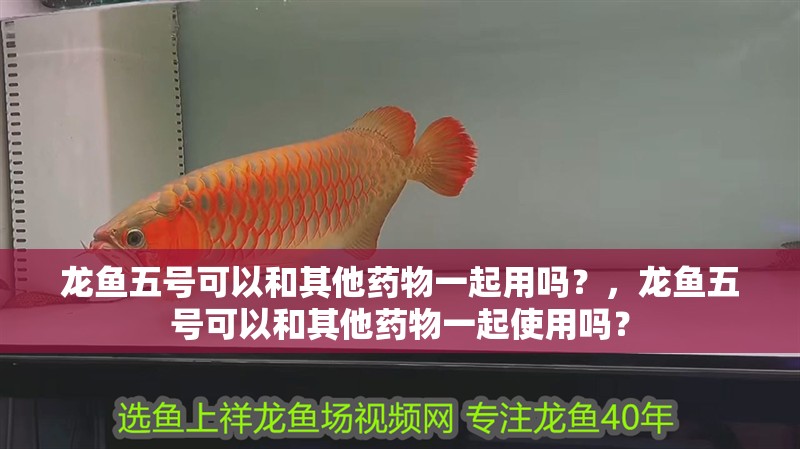 龍魚五號可以和其他藥物一起用嗎？，龍魚五號可以和其他藥物一起使用嗎？