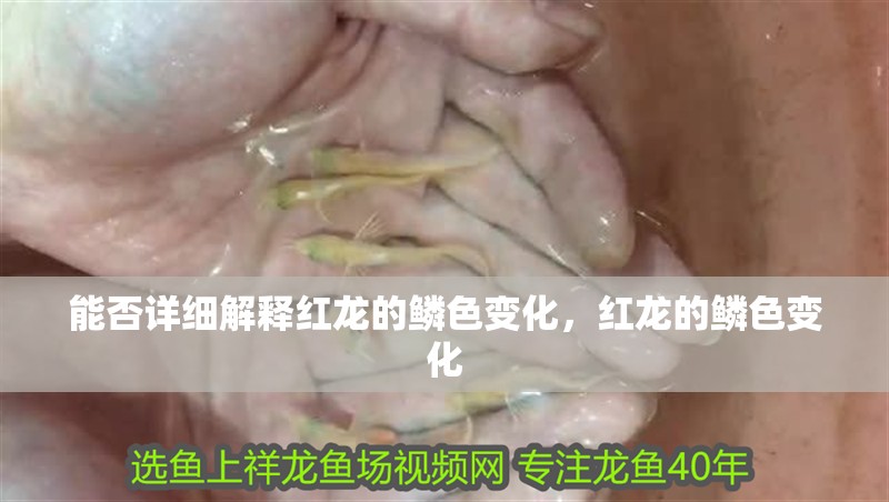 能否詳細(xì)解釋紅龍的鱗色變化，紅龍的鱗色變化