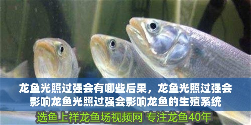 龍魚光照過強會有哪些后果，龍魚光照過強會影響龍魚光照過強會影響龍魚的生殖系統