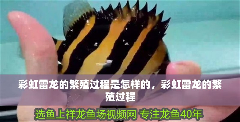 彩虹雷龍的繁殖過程是怎樣的，彩虹雷龍的繁殖過程