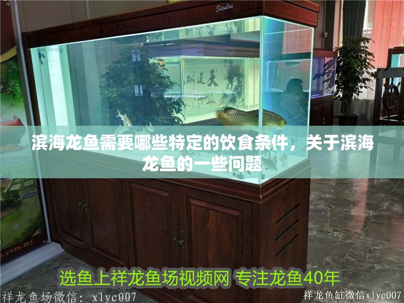 濱海龍魚需要哪些特定的飲食條件，關于濱海龍魚的一些問題