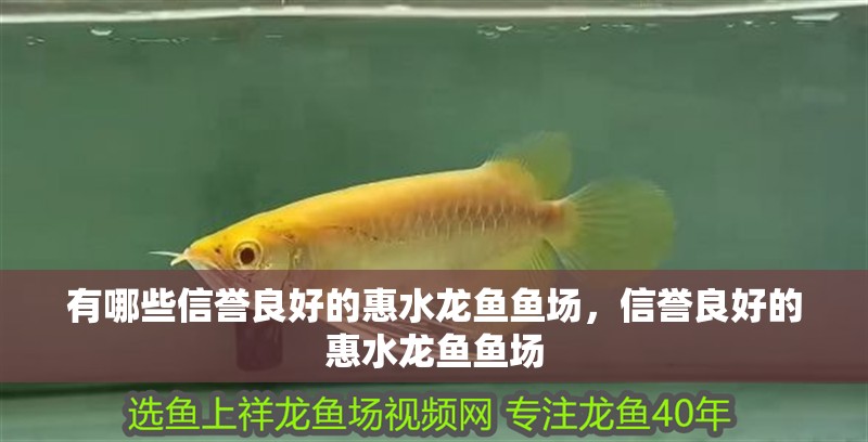 有哪些信譽良好的惠水龍魚魚場，信譽良好的惠水龍魚魚場