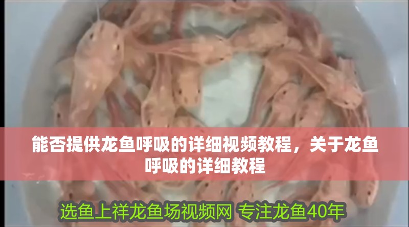 能否提供龍魚呼吸的詳細(xì)視頻教程，關(guān)于龍魚呼吸的詳細(xì)教程