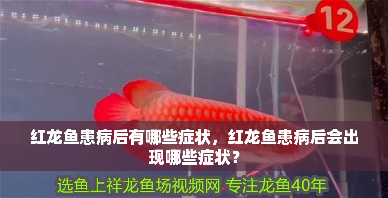 紅龍魚患病后有哪些癥狀，紅龍魚患病后會出現哪些癥狀？