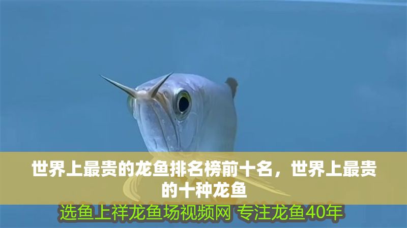 世界上最貴的龍魚排名榜前十名，世界上最貴的十種龍魚