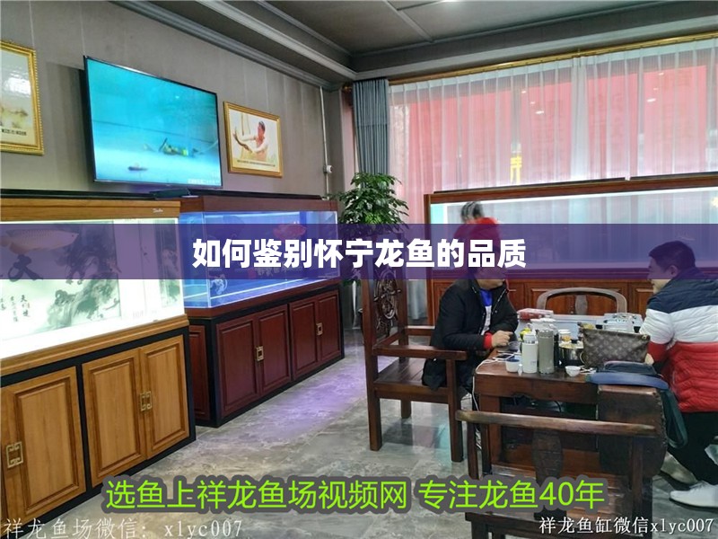 如何鑒別懷寧龍魚的品質(zhì)
