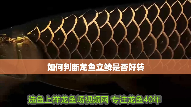 如何判斷龍魚立鱗是否好轉
