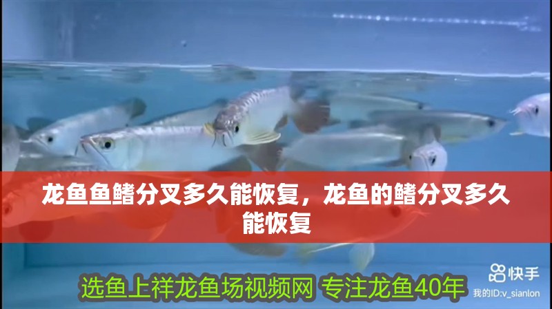 龍魚魚鰭分叉多久能恢復，龍魚的鰭分叉多久能恢復
