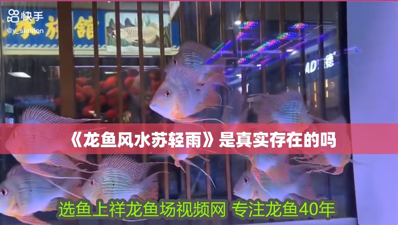 《龍魚(yú)風(fēng)水蘇輕雨》是真實(shí)存在的嗎
