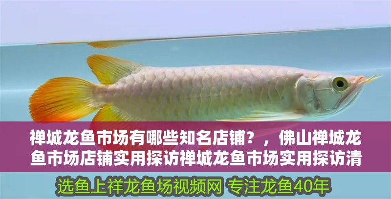 禪城龍魚市場有哪些知名店鋪？，佛山禪城龍魚市場店鋪實用探訪禪城龍魚市場實用探訪清單