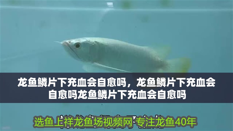 龍魚鱗片下充血會自愈嗎，龍魚鱗片下充血會自愈嗎龍魚鱗片下充血會自愈嗎