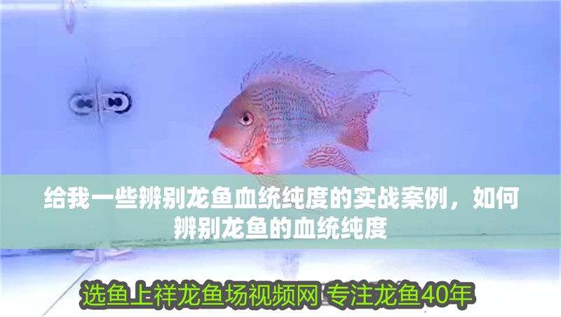 給我一些辨別龍魚血統純度的實戰案例，如何辨別龍魚的血統純度