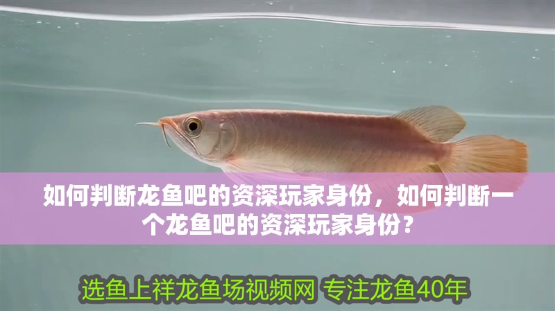 如何判斷龍魚吧的資深玩家身份，如何判斷一個龍魚吧的資深玩家身份？