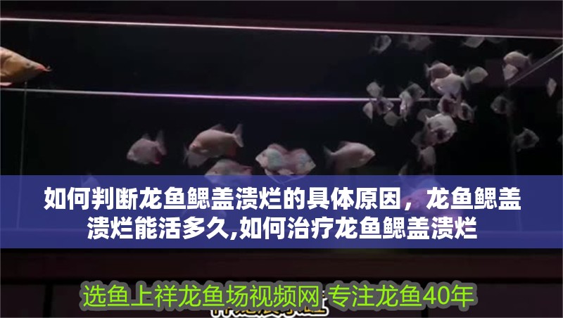 如何判斷龍魚鰓蓋潰爛的具體原因，龍魚鰓蓋潰爛能活多久,如何治療龍魚鰓蓋潰爛