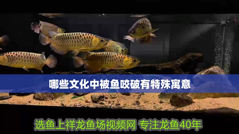 哪些文化中被魚咬破有特殊寓意