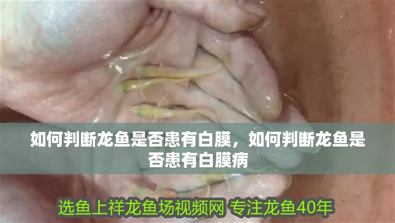 如何判斷龍魚是否患有白膜，如何判斷龍魚是否患有白膜病