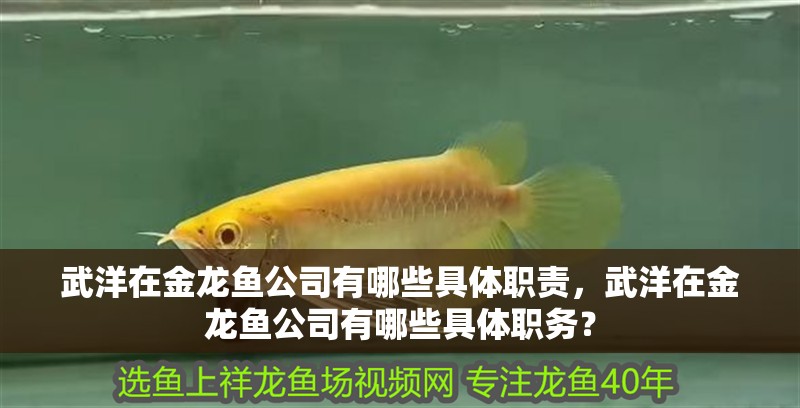 武洋在金龍魚公司有哪些具體職責(zé)，武洋在金龍魚公司有哪些具體職務(wù)？