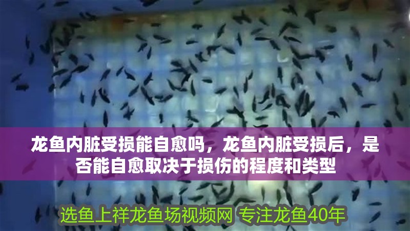 龍魚內臟受損能自愈嗎，龍魚內臟受損后，是否能自愈取決于損傷的程度和類型