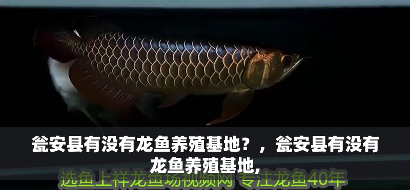 甕安縣有沒(méi)有龍魚養(yǎng)殖基地？，甕安縣有沒(méi)有龍魚養(yǎng)殖基地,