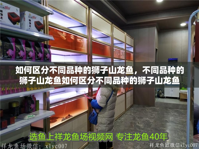 如何區(qū)分不同品種的獅子山龍魚(yú)，不同品種的獅子山龍魚(yú)如何區(qū)分不同品種的獅子山龍魚(yú)
