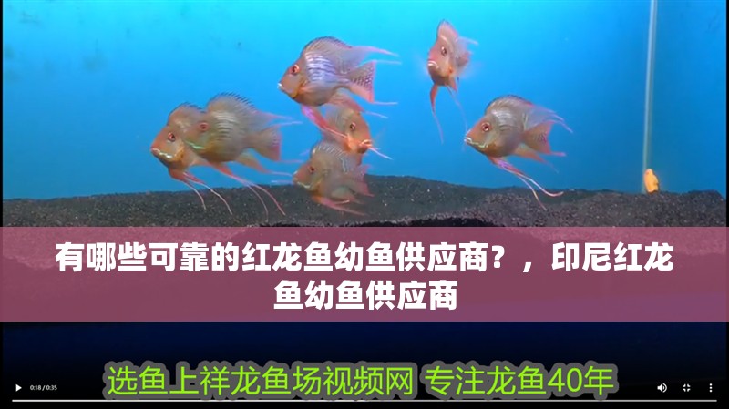 有哪些可靠的紅龍魚幼魚供應商？，印尼紅龍魚幼魚供應商