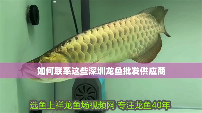 如何聯系這些深圳龍魚批發供應商