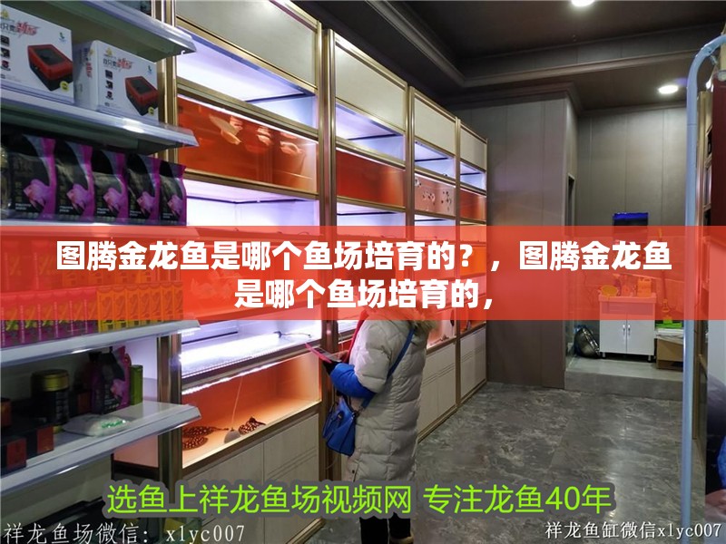 圖騰金龍魚是哪個魚場培育的？，圖騰金龍魚是哪個魚場培育的，