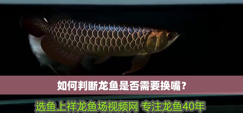 如何判斷龍魚是否需要換嘴？