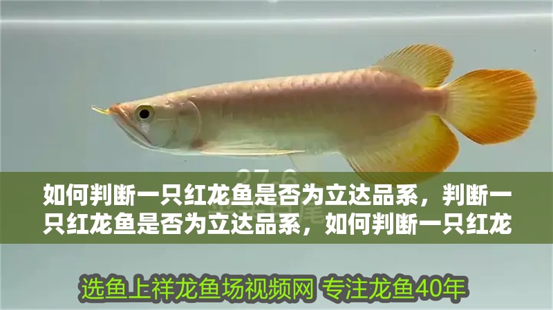 如何判斷一只紅龍魚是否為立達品系，判斷一只紅龍魚是否為立達品系，如何判斷一只紅龍魚是否為立達品系
