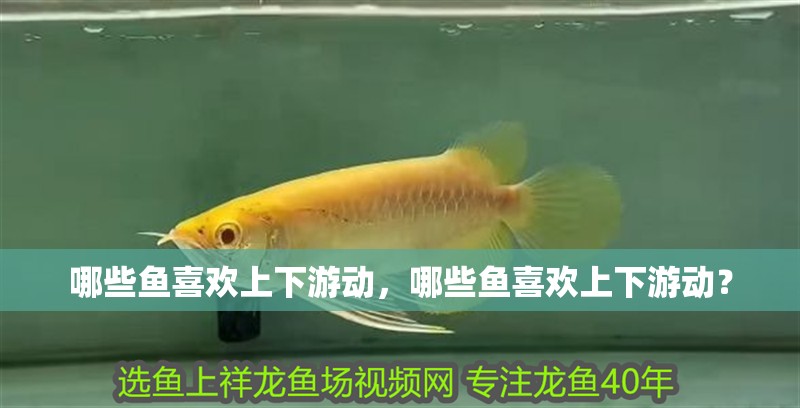 哪些魚喜歡上下游動(dòng)，哪些魚喜歡上下游動(dòng)？