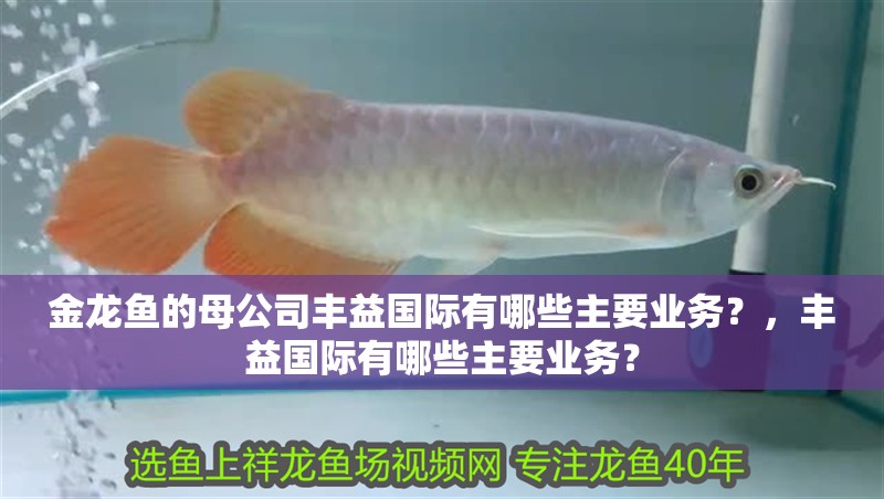 金龍魚的母公司豐益國際有哪些主要業務？，豐益國際有哪些主要業務？