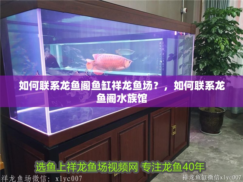 如何聯(lián)系龍魚閣魚缸祥龍魚場？，如何聯(lián)系龍魚閣水族館