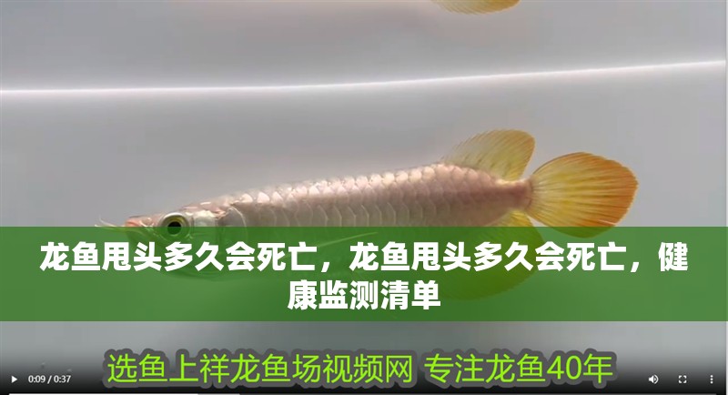 龍魚甩頭多久會(huì)死亡，龍魚甩頭多久會(huì)死亡，健康監(jiān)測(cè)清單