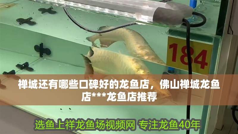 禪城還有哪些口碑好的龍魚店，佛山禪城龍魚店***龍魚店推薦