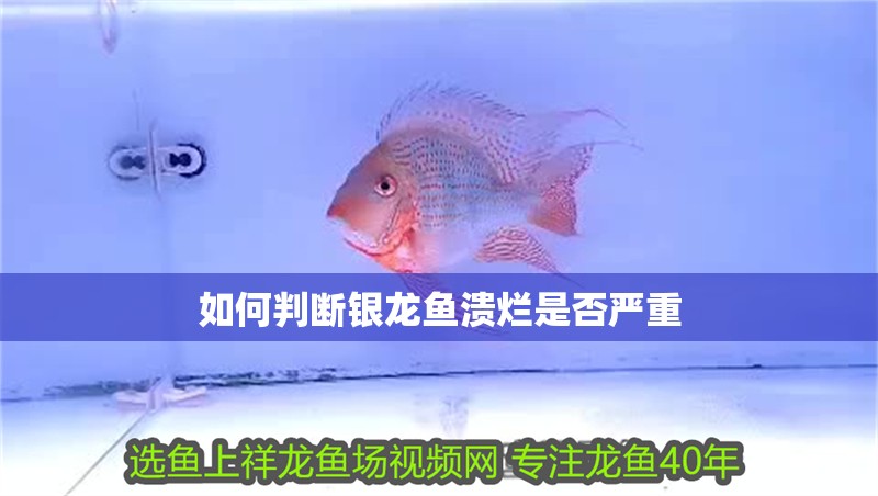 如何判斷銀龍魚潰爛是否嚴重