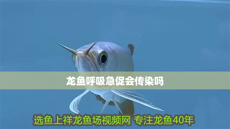 龍魚呼吸急促會(huì)傳染嗎