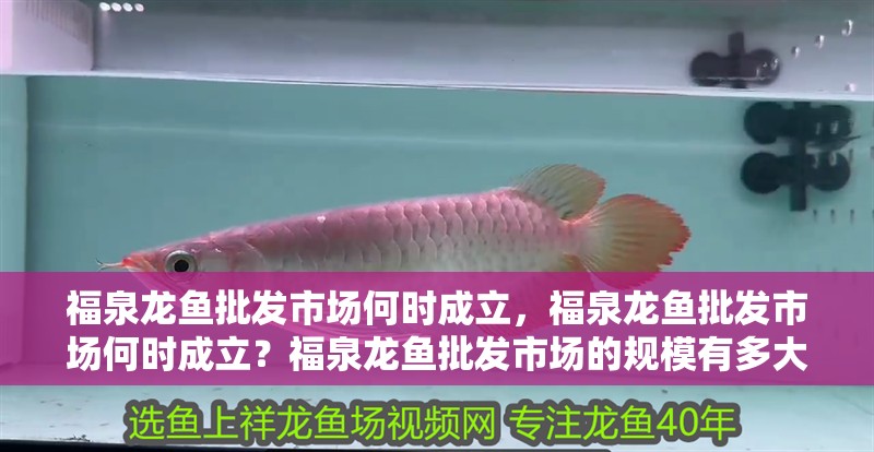 福泉龍魚批發(fā)市場(chǎng)何時(shí)成立，福泉龍魚批發(fā)市場(chǎng)何時(shí)成立？福泉龍魚批發(fā)市場(chǎng)的規(guī)模有多大？