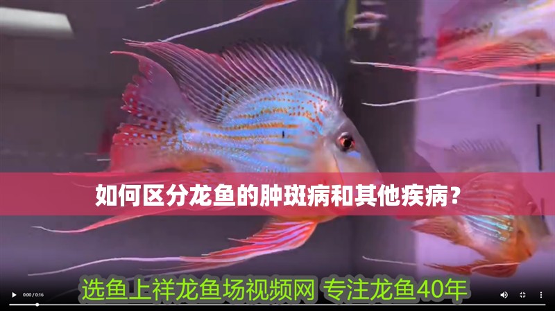 如何區(qū)分龍魚的腫斑病和其他疾病？