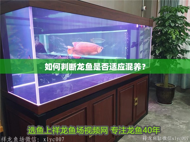 如何判斷龍魚是否適應混養？
