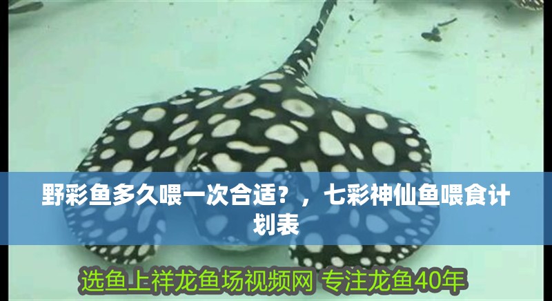 野彩魚多久喂一次合適？，七彩神仙魚喂食計劃表