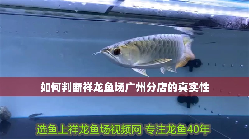 如何判斷祥龍魚場廣州分店的真實性