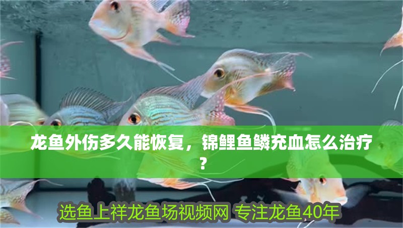 龍魚外傷多久能恢復，錦鯉魚鱗充血怎么治療？
