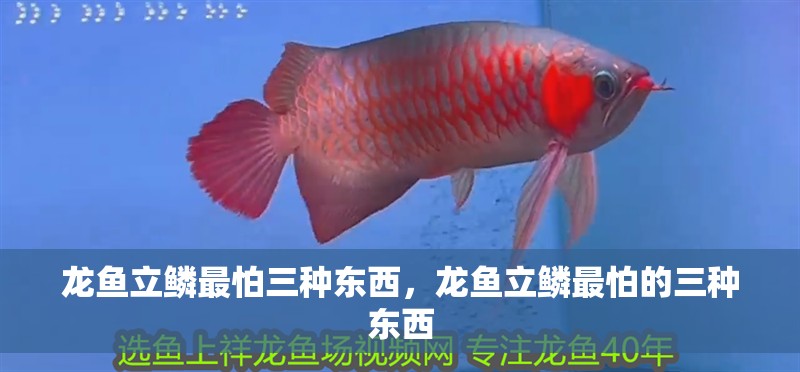 龍魚立鱗最怕三種東西，龍魚立鱗最怕的三種東西