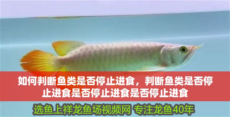 如何判斷魚類是否停止進(jìn)食，判斷魚類是否停止進(jìn)食是否停止進(jìn)食是否停止進(jìn)食