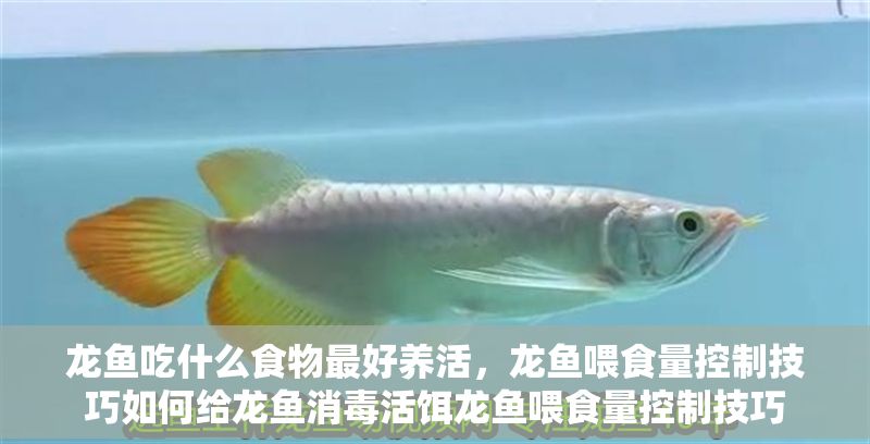 龍魚吃什么食物最好養活，龍魚喂食量控制技巧如何給龍魚消毒活餌龍魚喂食量控制技巧