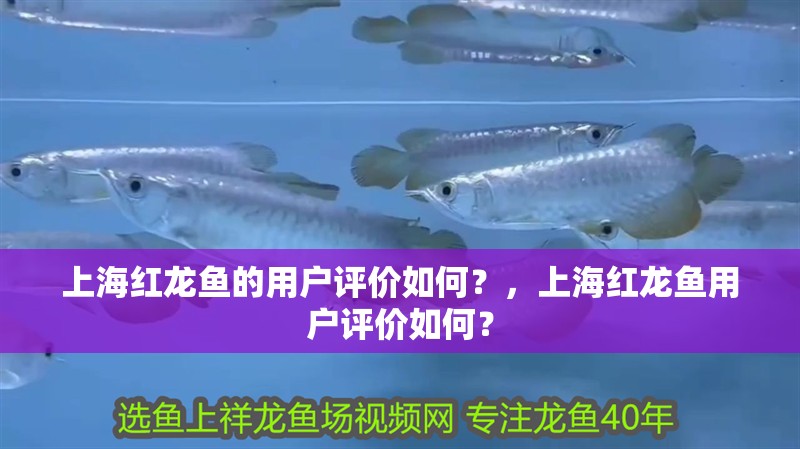 上海紅龍魚的用戶評價如何？，上海紅龍魚用戶評價如何？